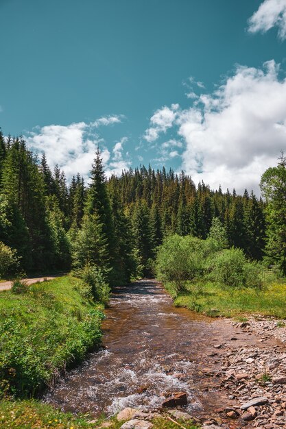 Disparo vertical de un pequeño río rodeado de árboles y rocas en un bosque bajo un cielo nublado azul