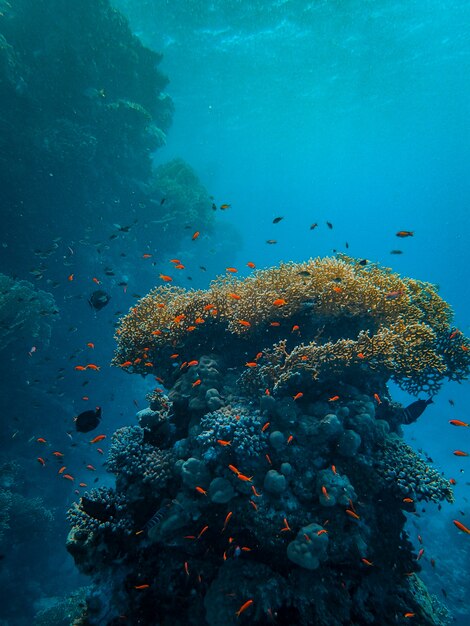 Disparo vertical de pequeños peces de colores nadando alrededor de hermosos corales bajo el mar