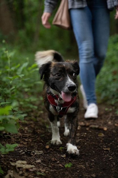 Disparo vertical de un perro atrapa algo en el parque