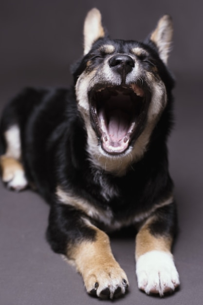 Disparo vertical de un perro cansado bostezando y acostado sobre un fondo gris de estudio