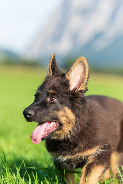 Disparo vertical de un perro de color con la lengua fuera de la boca en el jardín