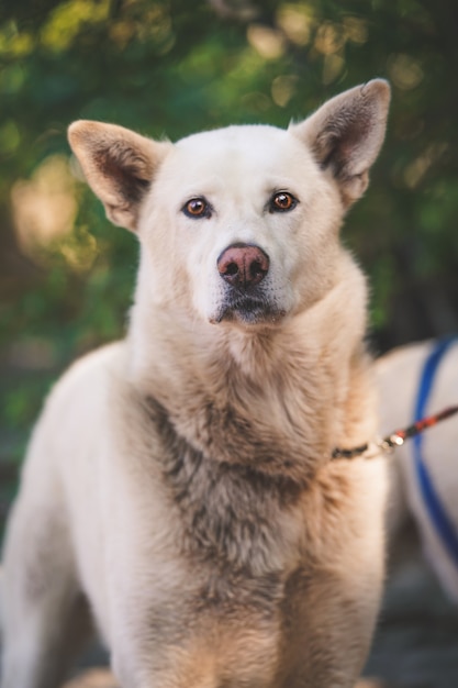 Disparo vertical de un perro Jindo coreano doméstico con una correa mirando a la cámara