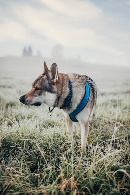 Disparo vertical de perro lobo con arnés de pie sobre el césped