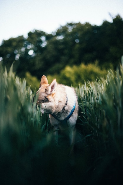 Disparo vertical de un perro lobo checoslovaco en un campo con hierba alta durante el día