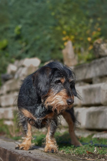 Disparo vertical de un perro malhumorado lindo y sucio y esponjoso en la naturaleza frente a una colina y escaleras