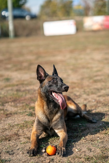 Disparo vertical de un perro pastor negro tendido en el suelo