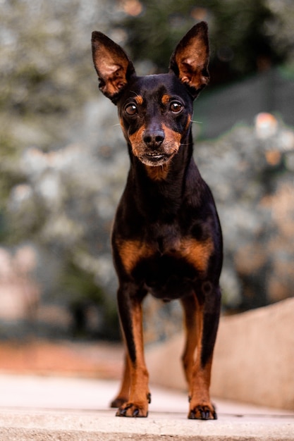 Disparo vertical de un perro ratter de Praga