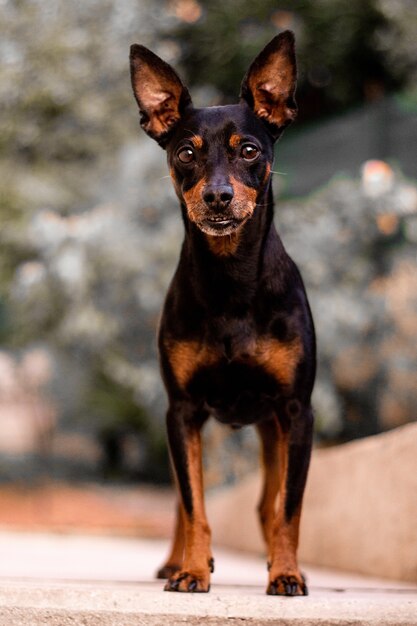 Disparo vertical de un perro ratter de Praga