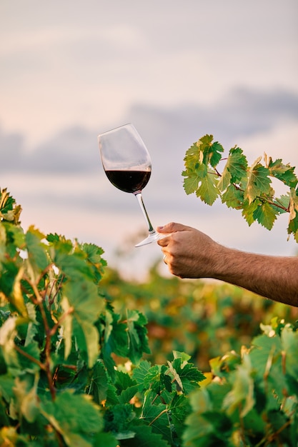 Disparo vertical de una persona sosteniendo una copa de vino en el viñedo bajo la luz del sol