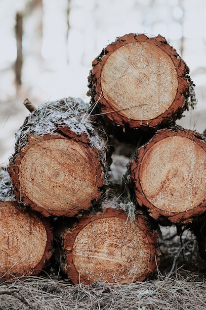 Disparo vertical de una pila de troncos de madera