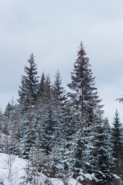Disparo vertical de pinos cubiertos de nieve en un día de invierno