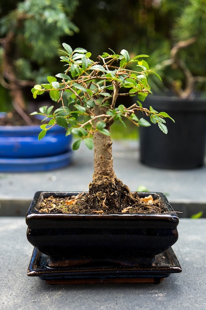 Foto gratuita disparo vertical de una planta bonsai sobre un fondo borroso