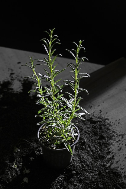 Disparo vertical de una planta de interior rodeada de tierra en la oscuridad