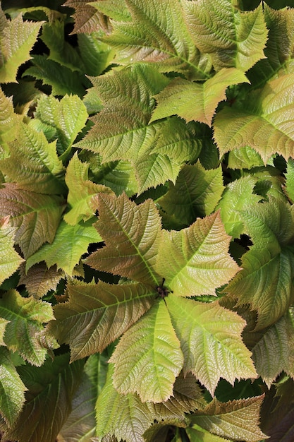 Disparo vertical de la planta Rodgersia Podophylla bajo la luz del sol