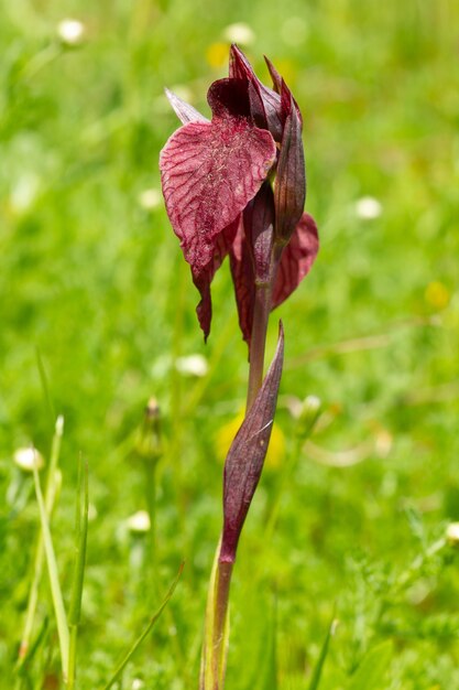 Disparo vertical de una planta roja en un campo capturado durante el día