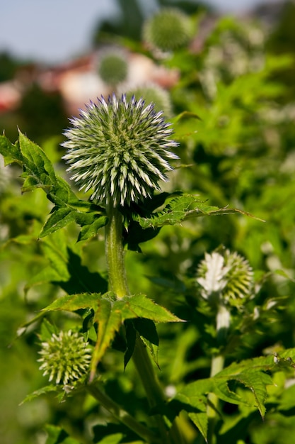 Disparo vertical de una planta verde redonda llamada Echinops