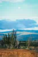 Foto gratuita disparo vertical de plantas silvestres exóticas en el desierto de tatacoa, colombia