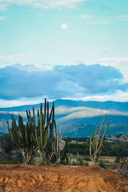 Disparo vertical de plantas silvestres exóticas en el desierto de Tatacoa, Colombia