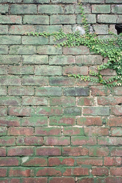 Disparo vertical de plantas verdes que crecen en una vieja pared de adoquines oxidados