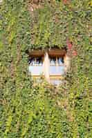 Foto gratuita disparo vertical de plantas de vid verde que cubren la pared y la ventana de vidrio