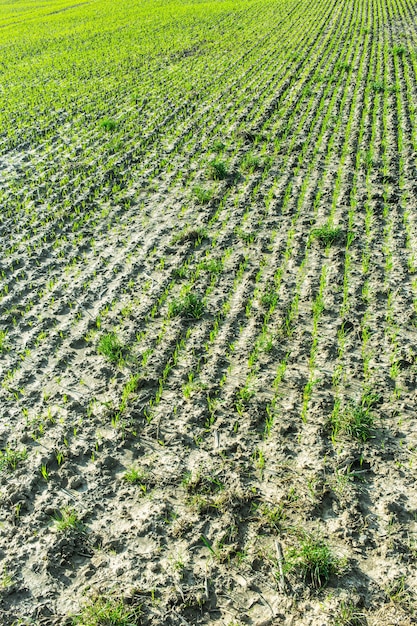 Disparo vertical de plántulas que crecen fuera de hileras aradas de suelo húmedo en un campo