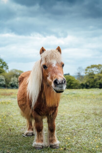 Disparo vertical de un pony marrón en el campo de hierba durante el tiempo nublado