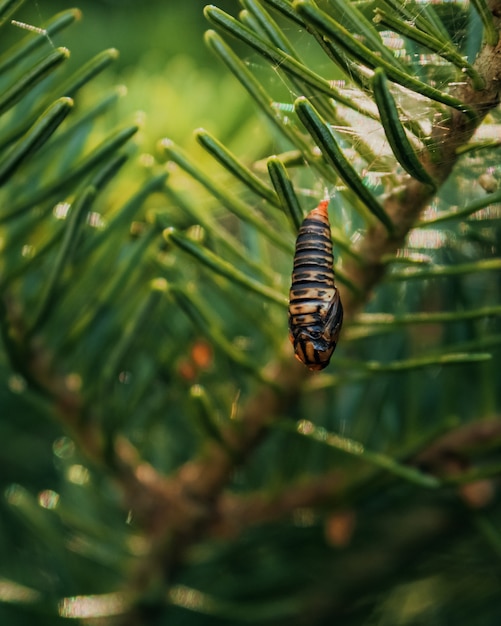 Disparo vertical de la pupa budworm colgando de una rama de un árbol en américa del norte