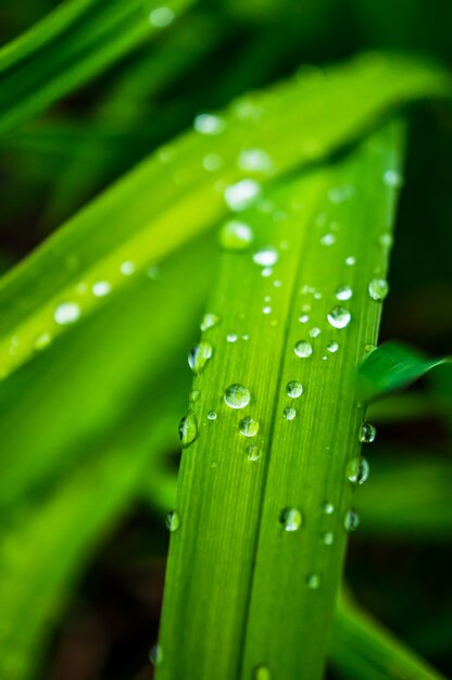 Disparo vertical de una rama verde con gotas de lluvia sobre ella