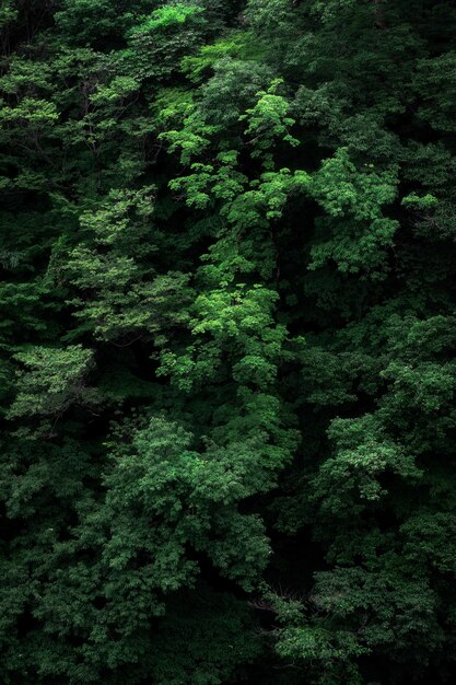 Disparo vertical de las ramas del árbol verde perfecto para el fondo