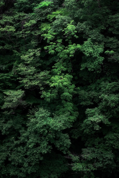 Disparo vertical de las ramas del árbol verde perfecto para el fondo