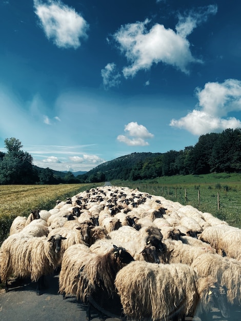 Disparo vertical de un rebaño de ovejas en medio de la carretera rodeado de naturaleza verde