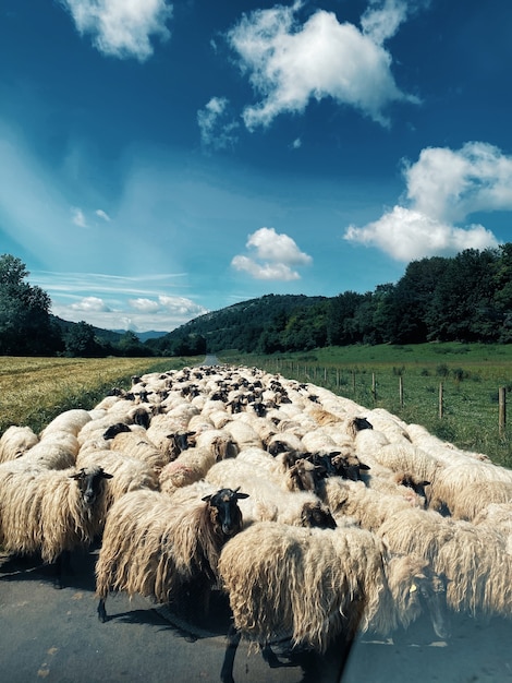 Disparo vertical de un rebaño de ovejas en medio de la carretera rodeado de naturaleza verde