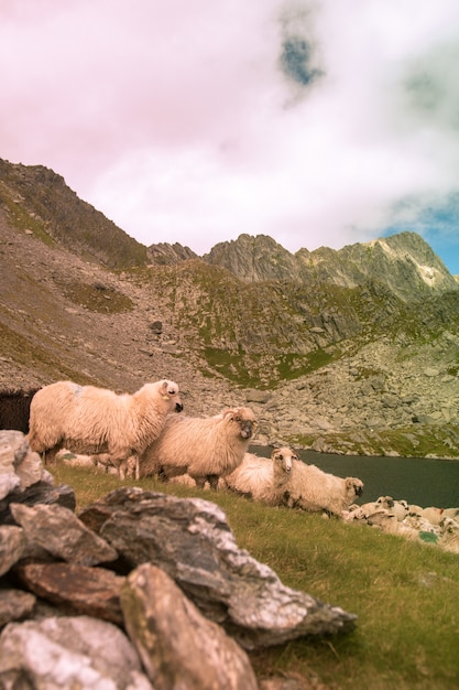 Disparo vertical de un rebaño de ovejas pastando cerca del lago