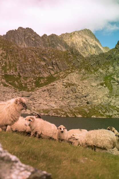 Disparo vertical de un rebaño de ovejas pastando cerca del lago