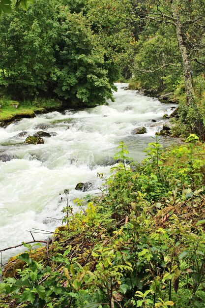 Disparo vertical de un río furioso rodeado de hermosos árboles y plantas