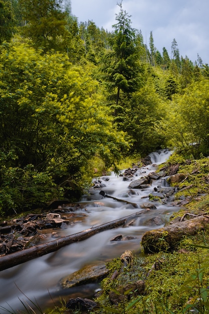 Disparo vertical de un río con larga exposición rodeado de rocas y árboles en un bosque