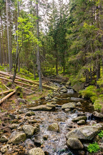 Disparo vertical de un río lleno de piedras en el bosque con árboles altos