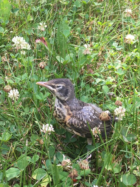 Disparo vertical de un robin de pie entre la hierba y flores pequeñas