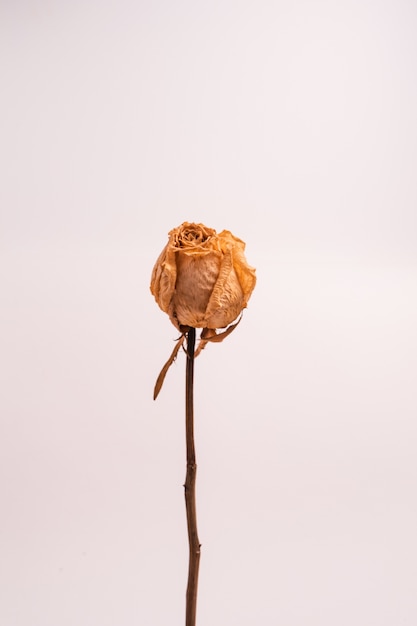 Disparo vertical de una rosa blanca seca sin hojas aislado sobre un fondo de color claro