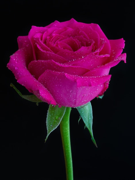 Disparo vertical de una rosa rosa con rocío en la parte superior sobre negro