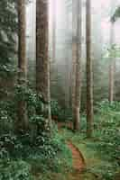 Foto gratuita disparo vertical de sendero junto con árboles y plantas en un bosque