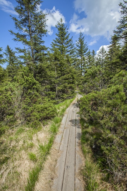 Disparo vertical de un sendero de madera cerca del lago Ribnica en las colinas de Pohorje en Eslovenia