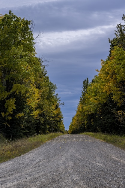 Foto gratuita disparo vertical de un sendero a través de un bosque en clearwater, alberta, canadá