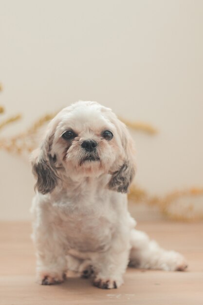 Disparo vertical de un Shih Poo sentado en la casa