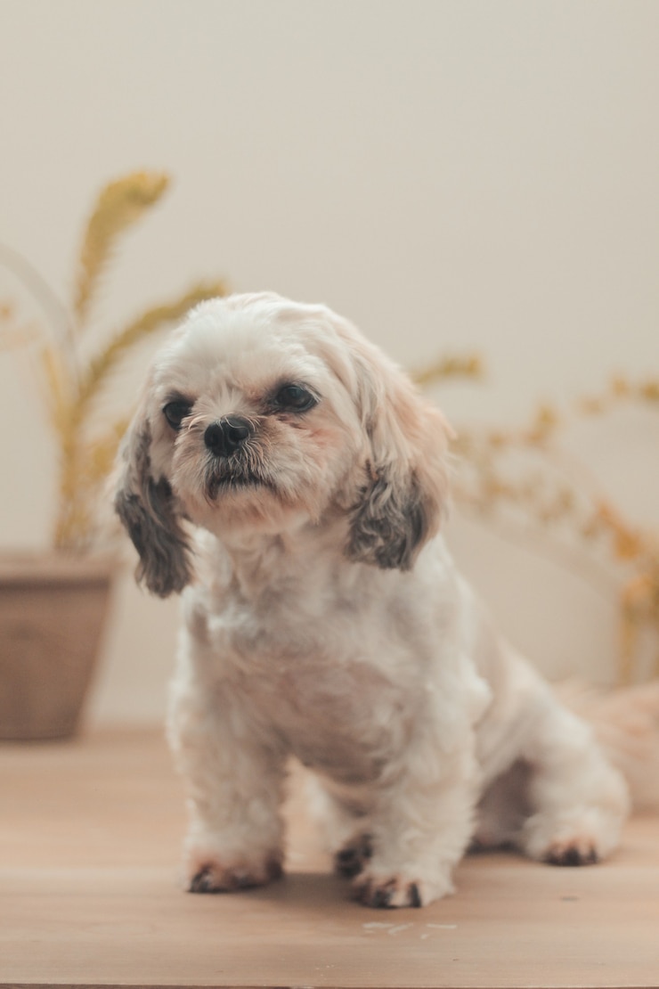 Foto gratuito disparo vertical de un shih poo sentado en la casa