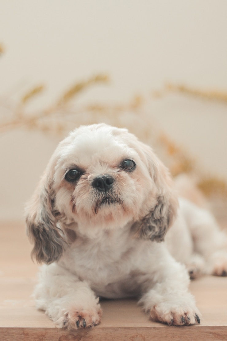 Foto gratuito disparo vertical de un shih poo sentado en la casa