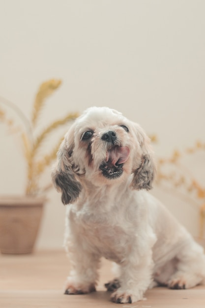 Disparo vertical de un Shih Poo sentado en la casa