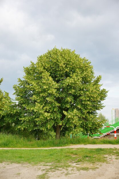 Disparo vertical de un solo árbol verde fresco durante el día