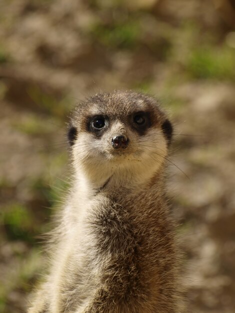 Disparo vertical de una suricata de pie en la naturaleza