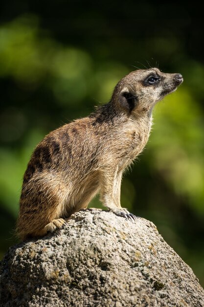 Disparo vertical de una suricata sobre una roca